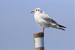 Brown-headed Gull